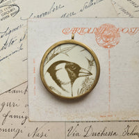 Uccellino verde